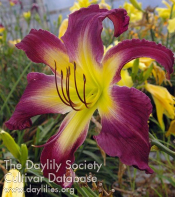 Daylily Midnight Mantis